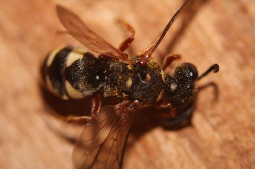 Réf. 262 406 : Brachystegus scalaris